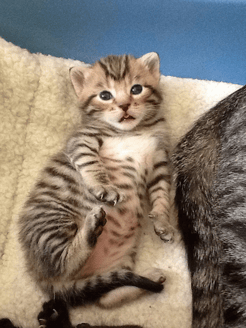 body_kitten.png body_kitten.png