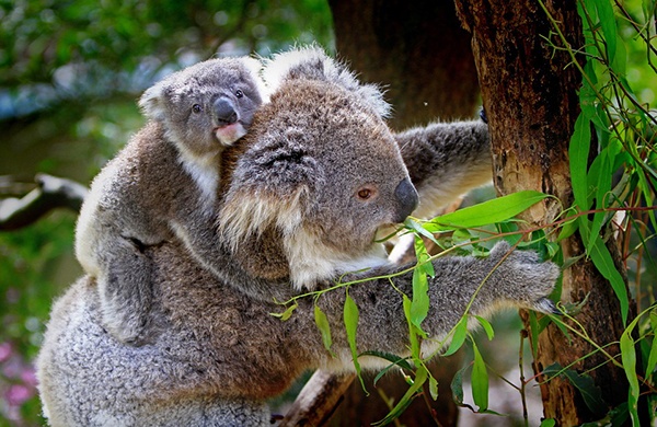 body_koalas.jpg