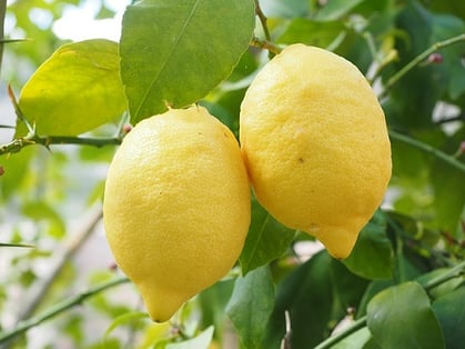 body_lemon-1