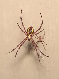 5 Excellent Reasons Not to Fear the Garden Spider