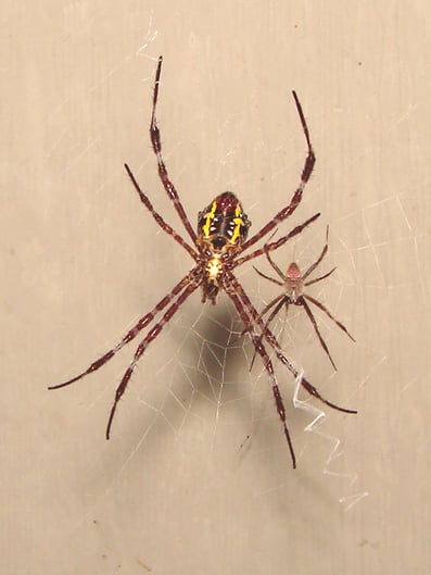 5 Excellent Reasons Not To Fear The Garden Spider