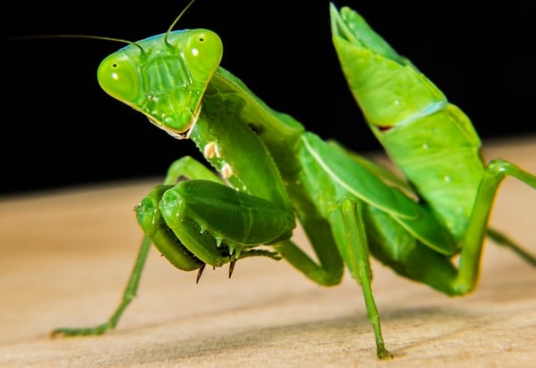 body_mantis