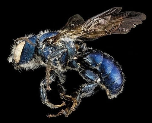 body_masonbee