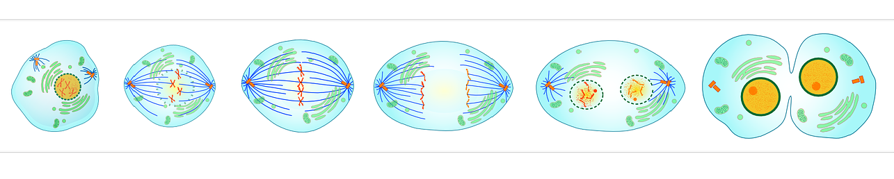 body_mitosis-1