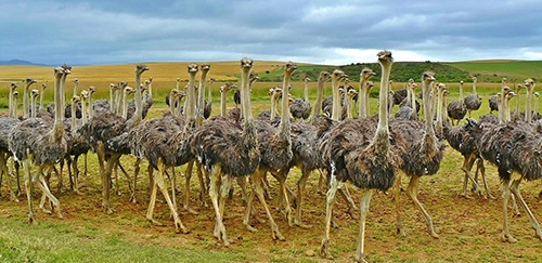 body_ostriches.jpg body_ostriches.jpg