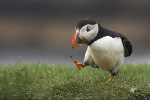 body_penguinstep.png body_penguinstep.png