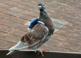 body_pigeon