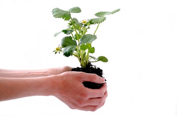 supplements college essay guy body_plant