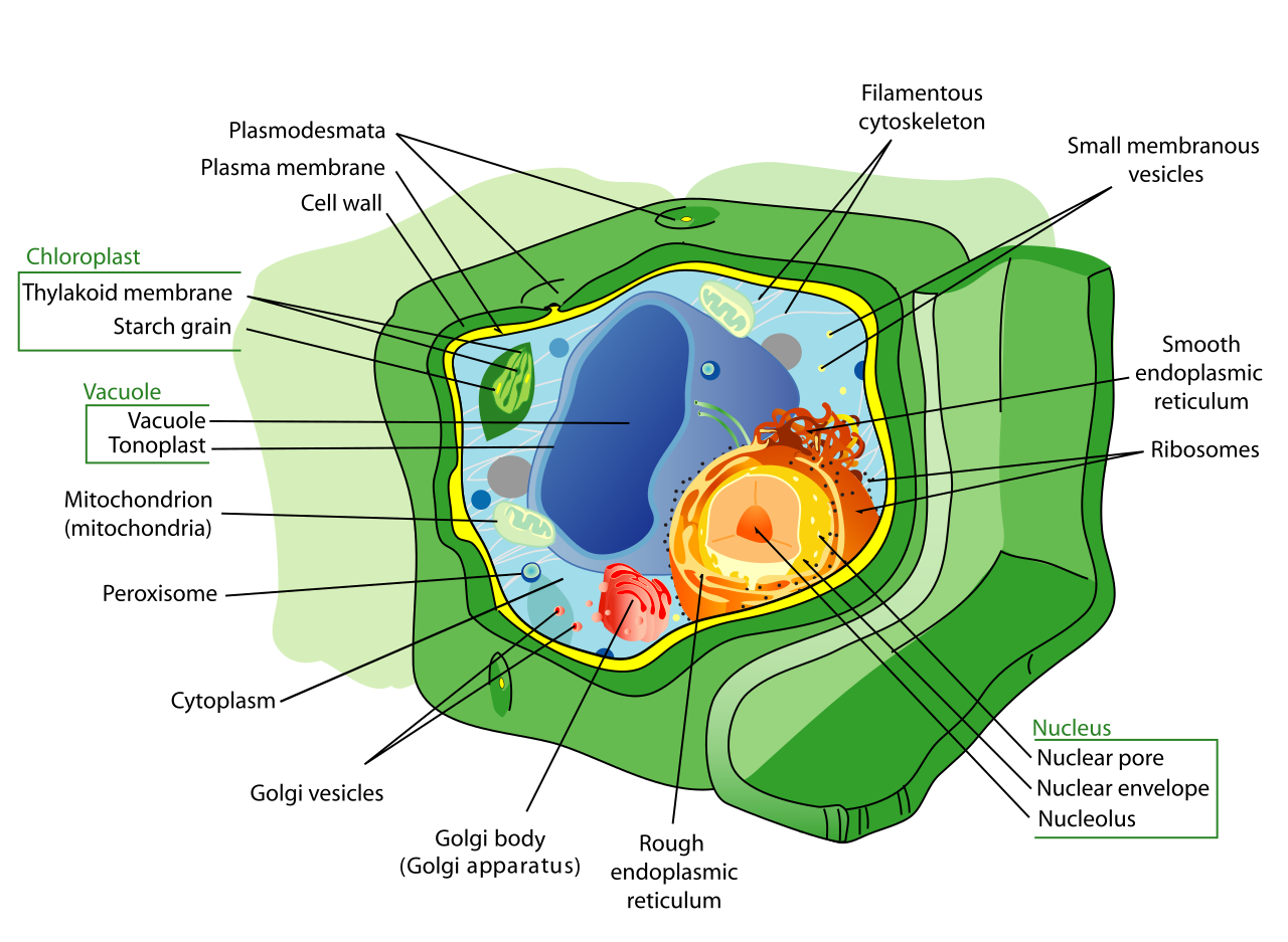 What Is a Vacuole? Understanding the 4 Main Functions