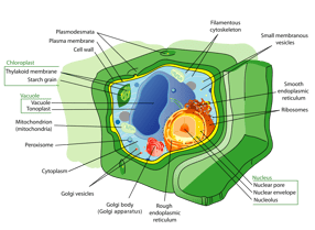 What Is a Vacuole? Understanding the 4 Main Functions