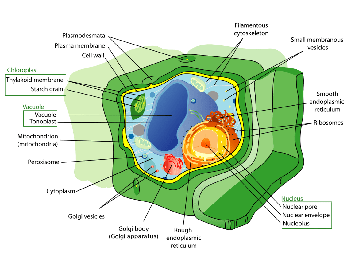 What Is A Vacuole Understanding The 4 Main Functions PrepScholar What Is A Vacuole Understanding The 4 Main Functions PrepScholar