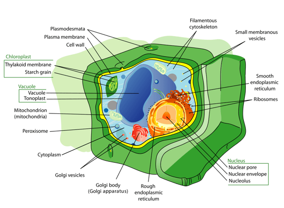 body_plantcell