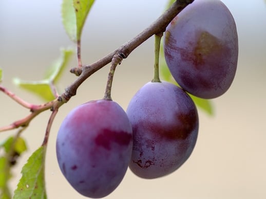 body_pluot.jpg body_pluot.jpg