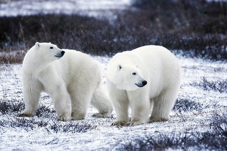 science projects 3 year olds body_polarbears-1