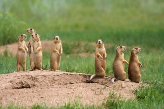 body_prairiedogs