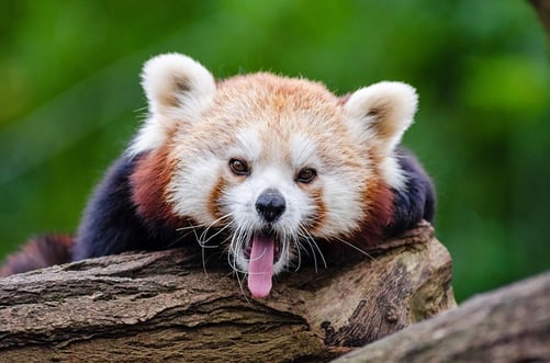 body_red_panda_tongue