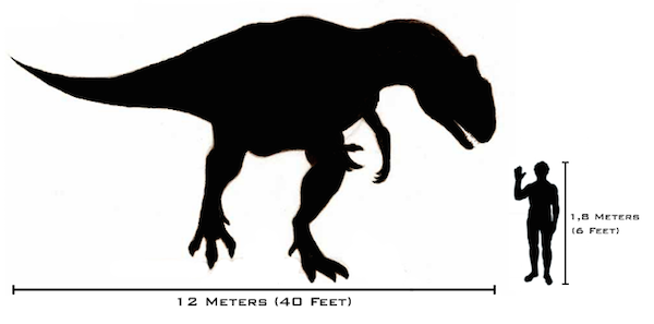 body_size_comparison.png