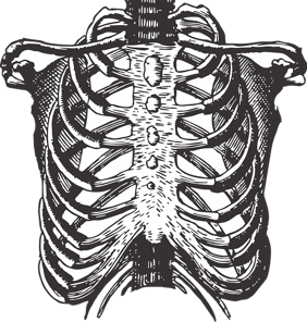 body_skeleton