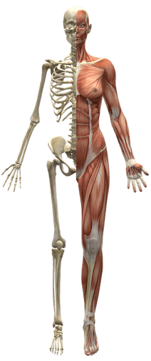 body_skeletonmuscle