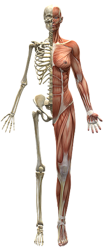 body_skeletonmuscle