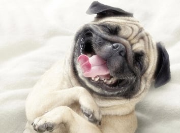 body_smilingpug.jpg