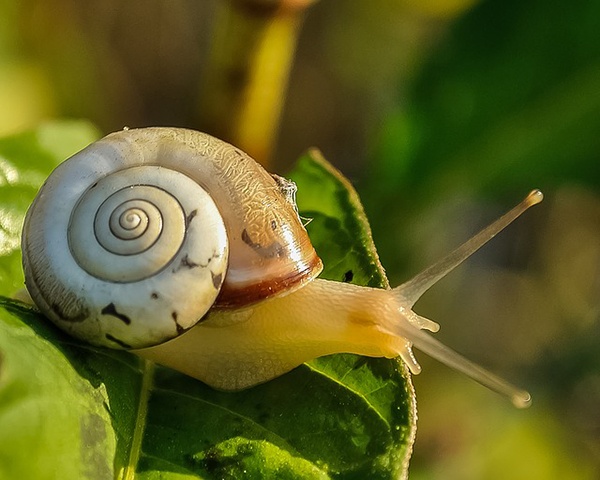 body_snail-2.jpg