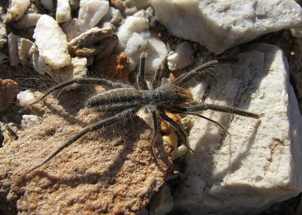 4 Popular Camel Spider Myths And The Truth Behind Them
