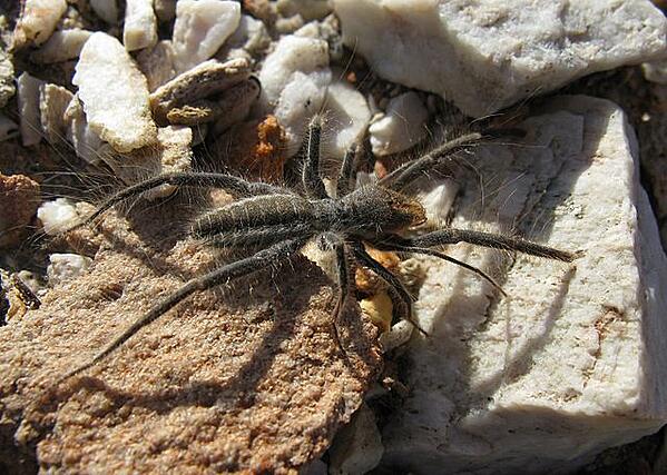 Respiration Makes Camel Spiders Potent Predators