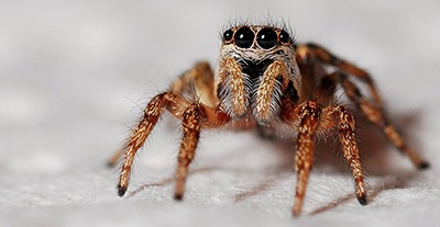 body_spider.jpg body_spider.jpg