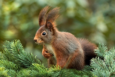 Essay Vs Paper Youve Got Your Readers Attention When You See Its Furry Ears Extended No Wait Squirrel Youve Got Your Squirrels Attention High School Personal Statement Essay Examples also Health Education Essay How To Start A College Essay Perfectly Thesis Statement Essay