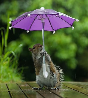 body_squirrelwithumbrella.jpg