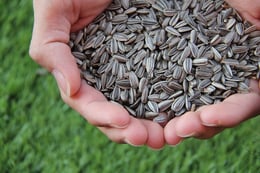 body_sunflowerseeds.jpg