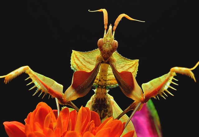 What Is A Praying Mantis 9 Fun Facts · Prepscholar