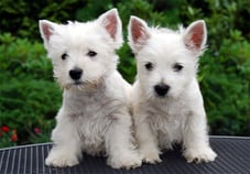 body_westie_pups.jpg