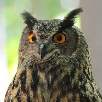 body_wiseowl.jpg body_wiseowl.jpg