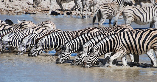 body_zebras-1.jpg body_zebras-1.jpg