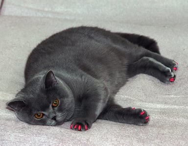 best college essay ever british-cat-1052933_640.jpg