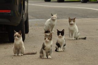 uc essay prompt guide cat-1543541_640.jpg
