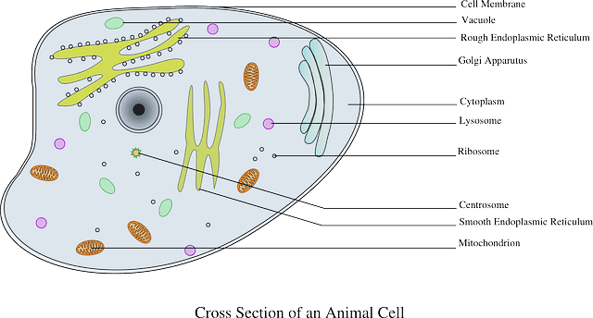The Complete Guide to Animal Cells