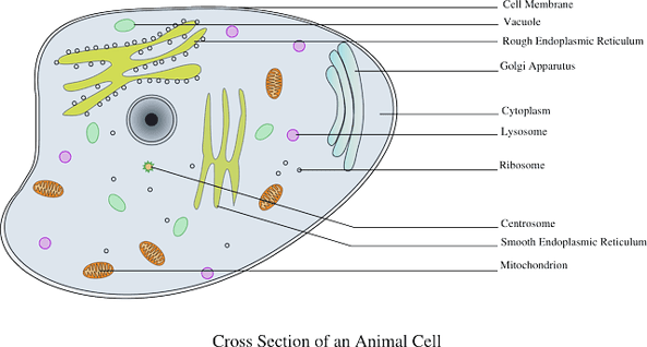 cell-48542_640