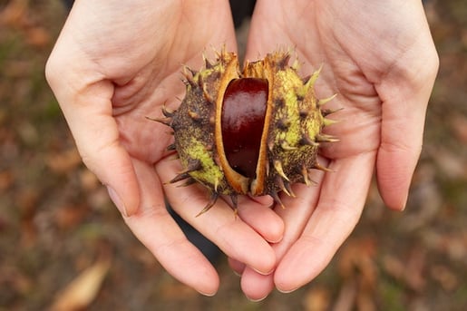 chestnut-close-up-color-1448673