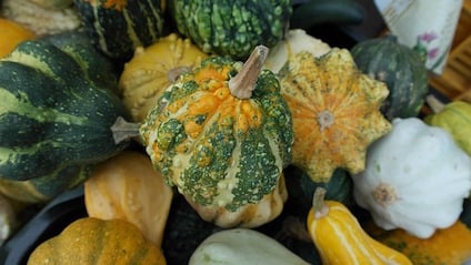 decorative-squashes-529982_640-1.jpg