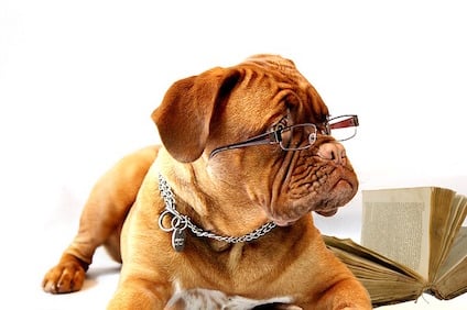dog-734689_640.jpg dog-734689_640.jpg