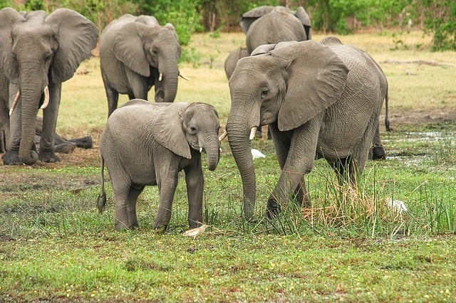 How Long Are Elephants Pregnant?