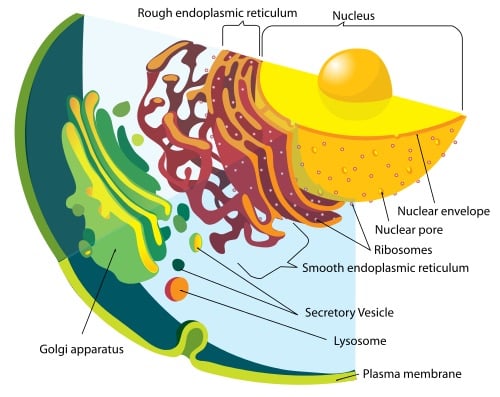 feature-endomembrane-cell
