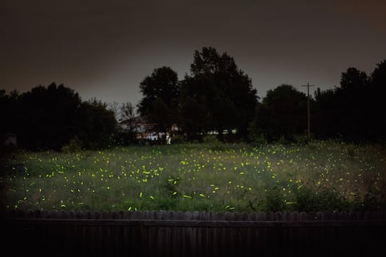 feature-lightning-bug-fireflies