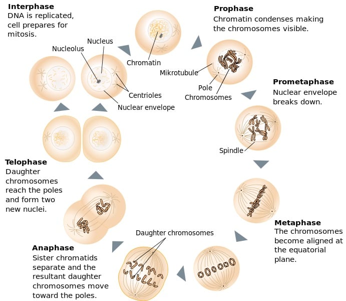 The 4 Mitosis Phases Prophase, Metaphase, Anaphase, Telophase