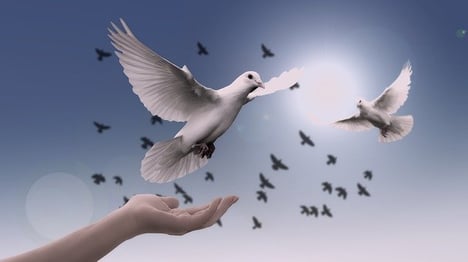 feature-rise-dove-soar-hope-cc0