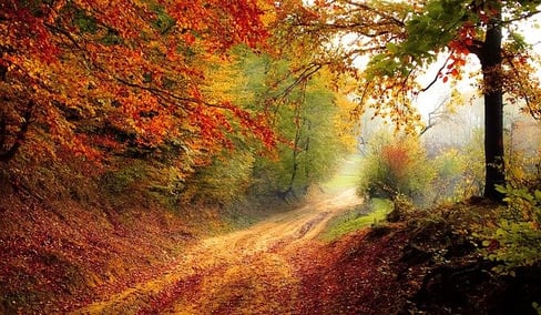 road not taken essay title feature-road-wood-robert-frost-cc0