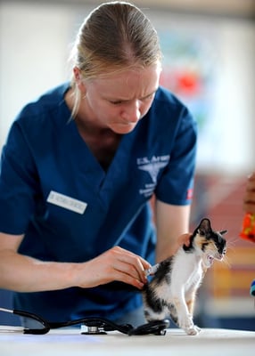 How to Become a Veterinarian: Key Steps and Qualities